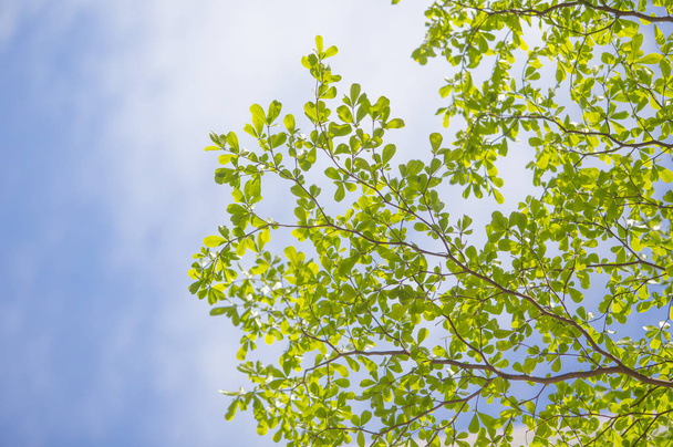 Closeup nature background with Green leaves - Valokuva, kuva