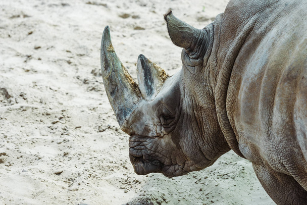selective focus of wild rhinoceros in zoo in summertime  - Foto, Imagem