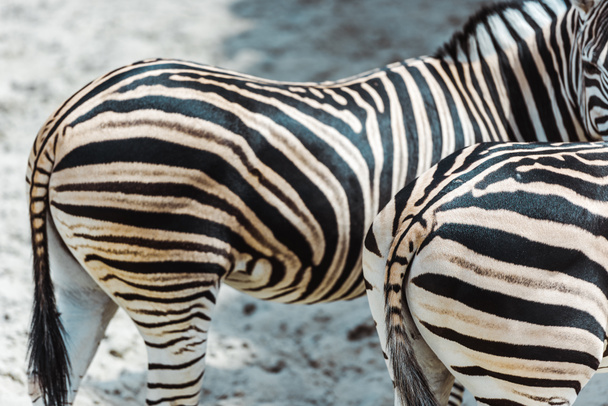 selective focus of zebras with black and white stripes standing in zoo  - Foto, afbeelding