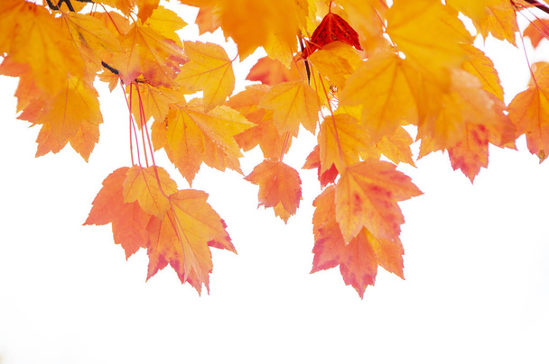 Saison de belles feuilles d'automne - Photo, image
