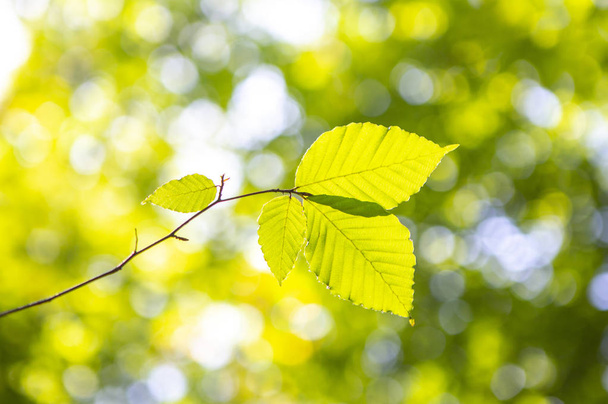 Closeup nature background with Green leaves - Φωτογραφία, εικόνα