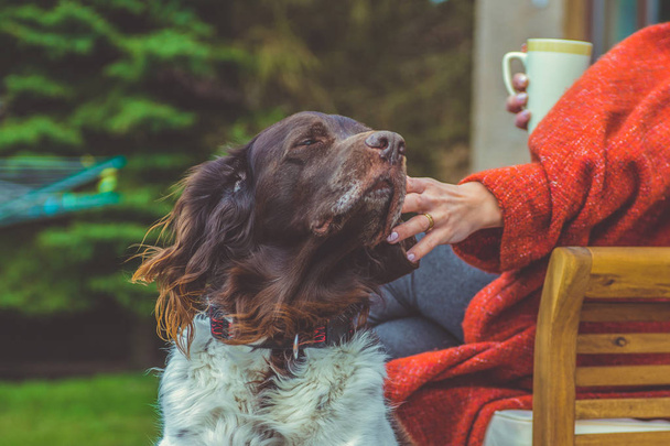 The setter dog sitting next to his owner on the outdoor - Photo, image