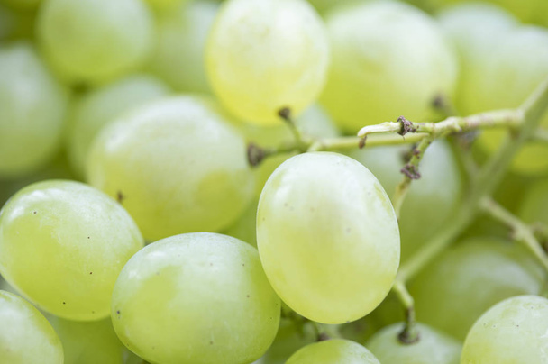 fresh Green grapes  on background  - Foto, immagini