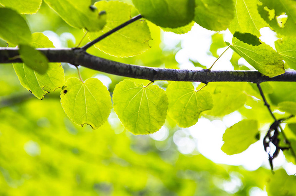 Closeup nature background with Green leaves - Valokuva, kuva