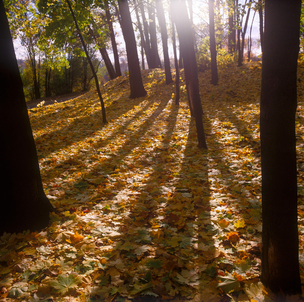 The paints of autumn. - Foto, Imagen