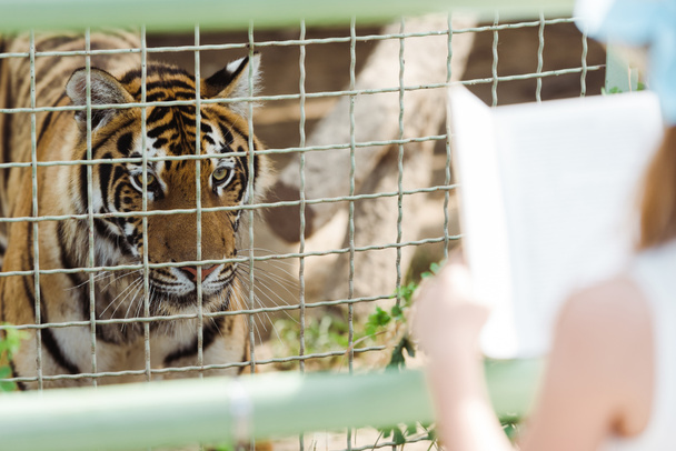 selective focus of tiger in cage near kid holding book in zoo  - Photo, Image
