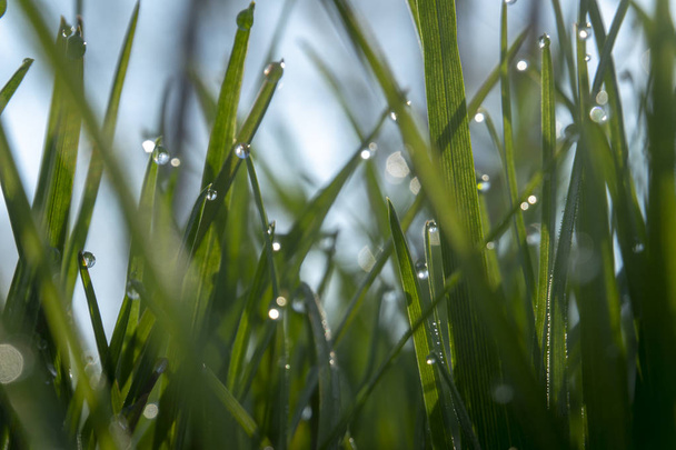 緑の草と朝の露の滴 - 写真・画像