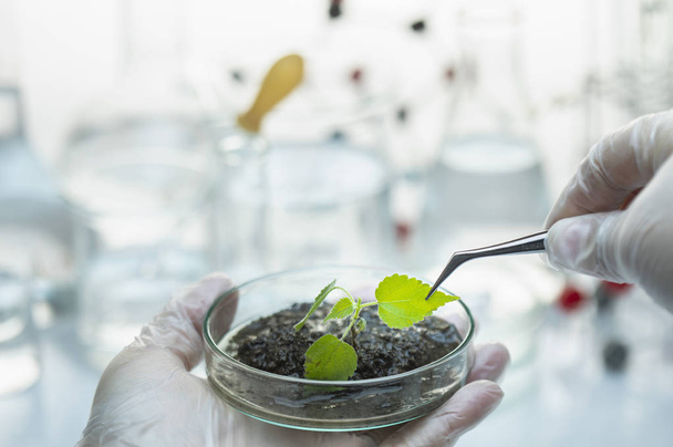 close-up view of soil with green seedling in laboratory  - Foto, Imagem