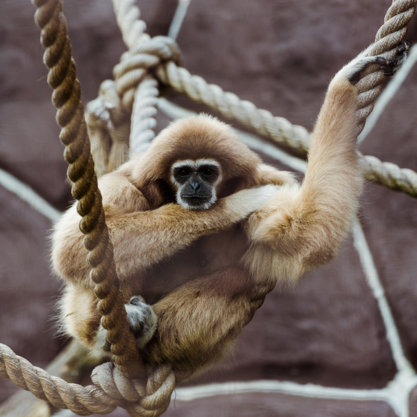 selective focus of monkey in ropes with knots in zoo  - 写真・画像