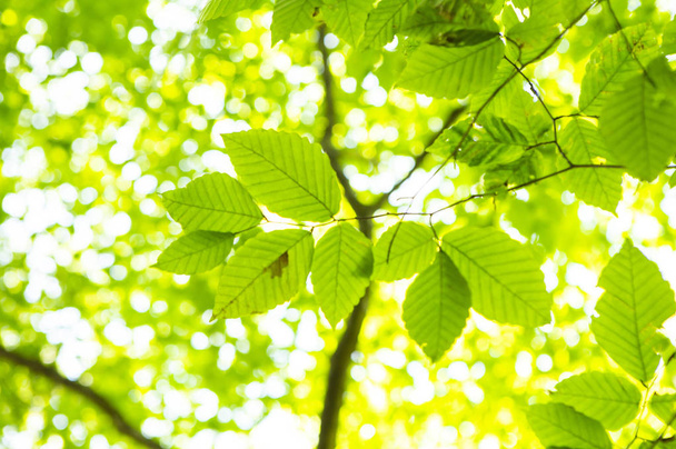 Closeup nature background with Green leaves - Foto, afbeelding