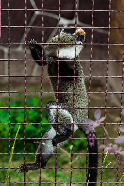selective focus of lemur climbing on metallic cage in zoo  - Foto, immagini