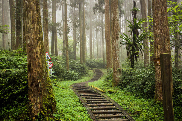 Xitou Nature Education Area located in the Lugu Township of Nantou, Taiwan. Xitou Village is home to abundant natural resources. Xitou has plenty of rains, and is cool and moist all the year round. - Foto, afbeelding
