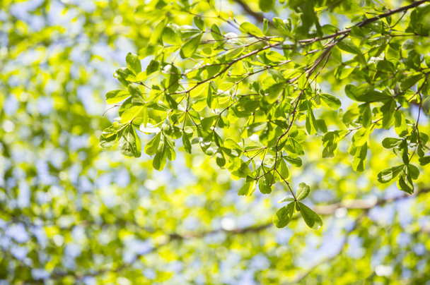 Closeup nature background with Green leaves - Φωτογραφία, εικόνα