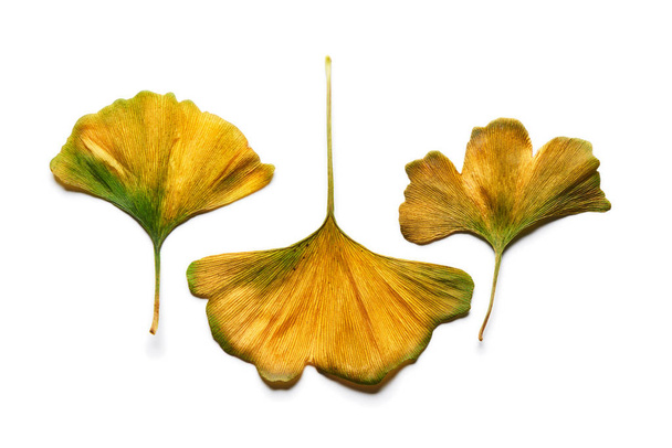 Skupina intenzivní žlutý podzim Ginkgo biloba listy izolované na  - Fotografie, Obrázek