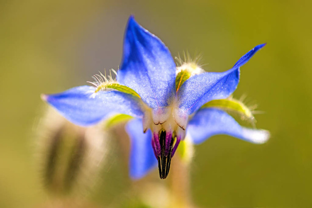 Borage, spice and medicinal herb with flower - Photo, Image