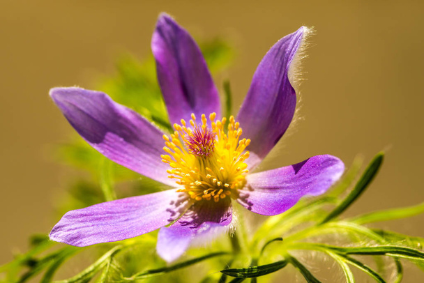 common pasque flower with flower - Photo, Image