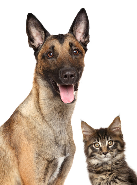 Close-up of Belgian Malinois and Maine coon kitten - Photo, Image