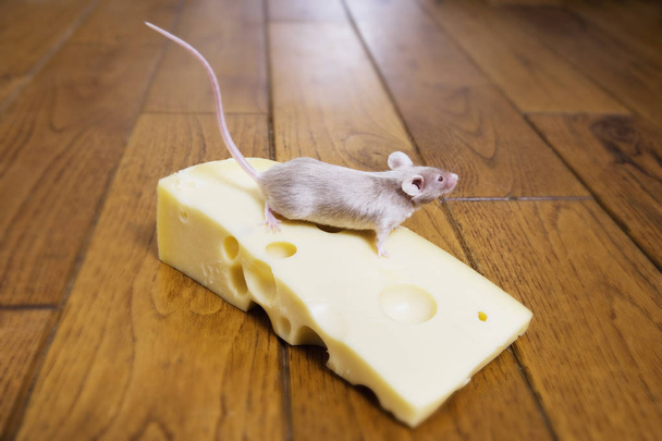 A mouse - 写真・画像