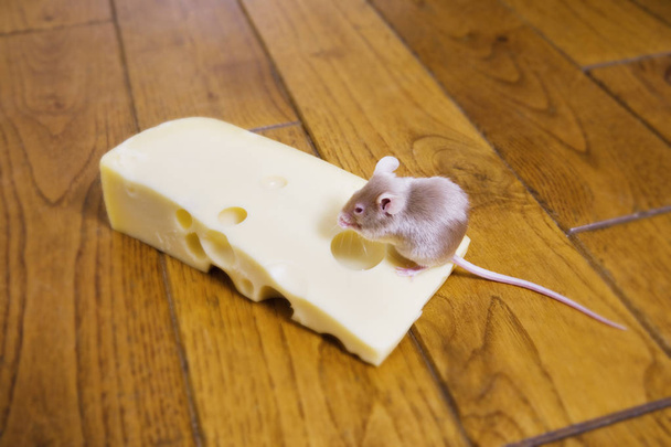 A mouse feeding on a piece of cheese - Photo, image