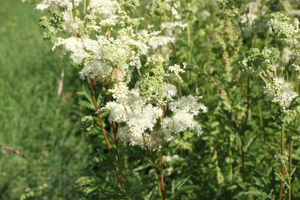 blossoming meadowsweet in the meadow - Photo, Image