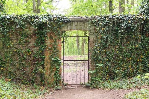 gate in the wall of the old cemetery for insane people with growth of ivy in Prague, Czech Republic - Photo, Image