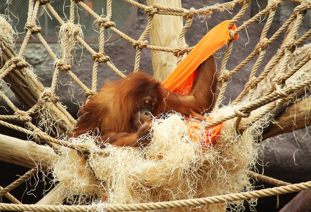 orangután (Pongo abelii) construyendo su nido en el ZOO
 - Foto, Imagen