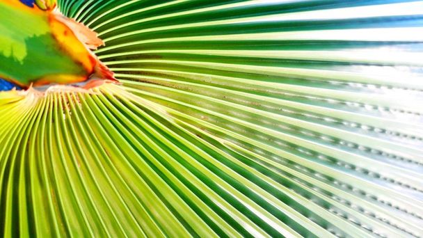Lineas naturales, hoja de palma - Photo, image