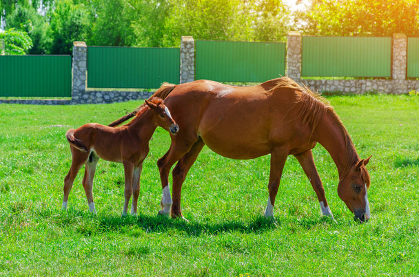 ペンの緑の草の上に馬と赤い子馬 - 写真・画像