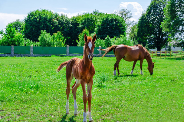 ペンの緑の草の上に馬と赤い子馬 - 写真・画像