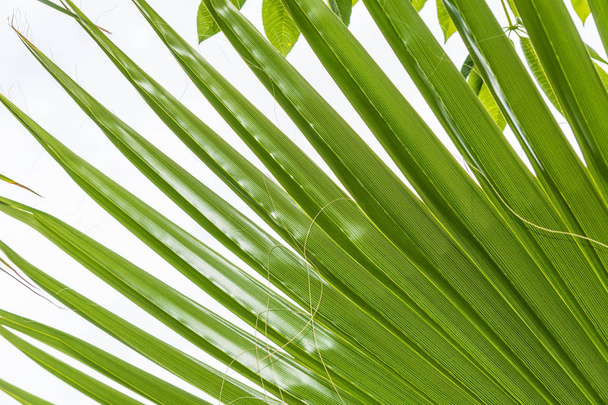 Needle green branch of coconut palm. - Fotoğraf, Görsel