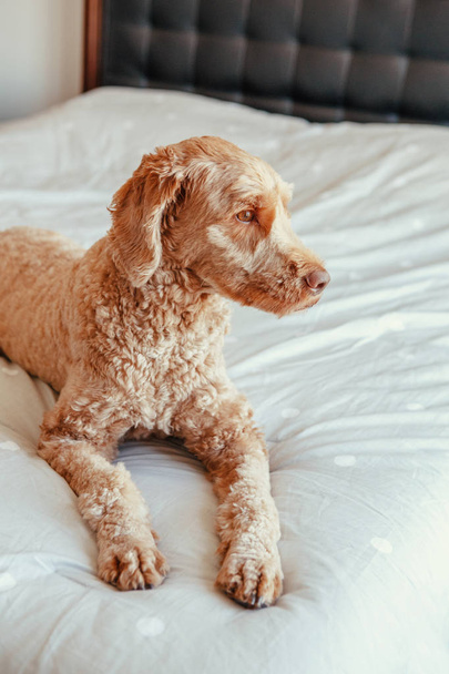 かわいいかわいいふわふわの赤毛のペット犬は、自宅の寝室できれいなベッドに横たわっています。悲しい動揺家畜プードルゴールデンフードテリアは、寝室の家具に座って、フォアの所有者を待って見て.  - 写真・画像