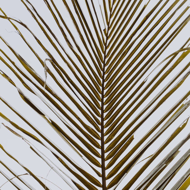Beautiful tropical coconut palm branch against white sky. Minimalistic pattern and background with retro and vintage warm colors. Summer or travel concept.  - Photo, Image