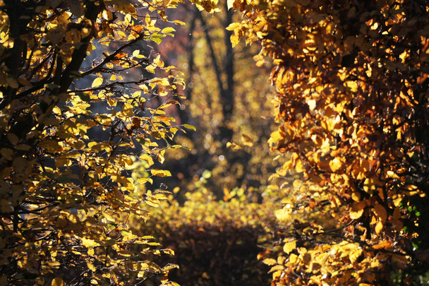 мальовничий вид на осінній пейзаж з деревами і листям
 - Фото, зображення