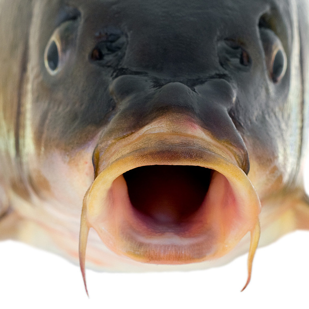 peixe de carpa perto
 - Foto, Imagem
