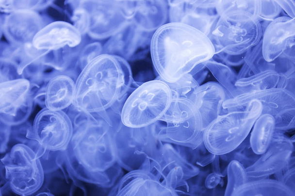 close-up shot of beautiful jellyfishes swimming in water - Photo, Image