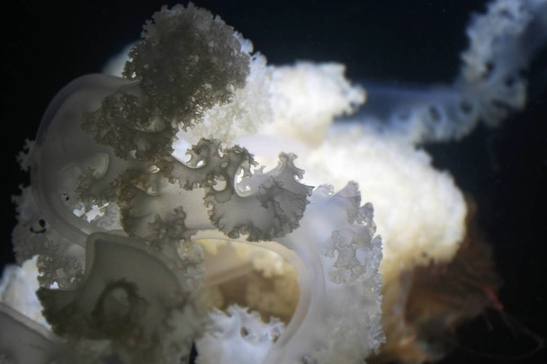 крупный план красивых медуз, плавающих в воде
 - Фото, изображение