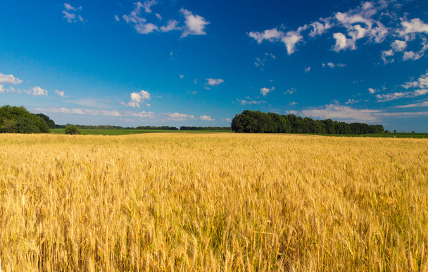 wheat field - Photo, Image