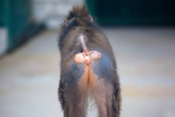 bald back monkey mandrill - 写真・画像