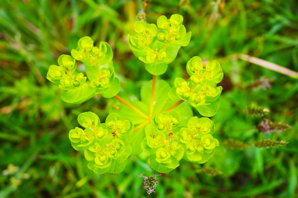 крупним планом звичайна зелена рослина, акриловий мозок
 - Фото, зображення