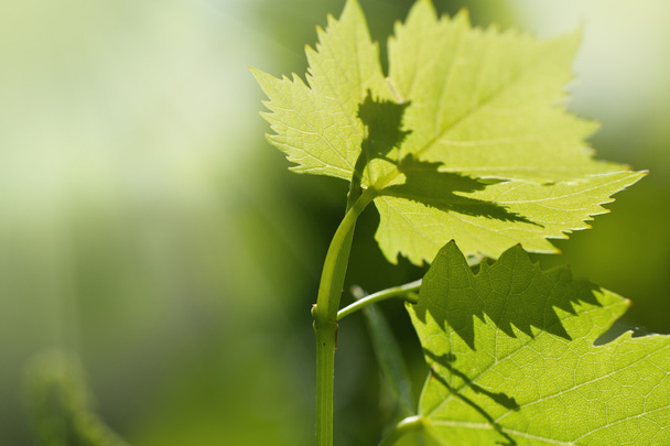 виноградного листя
 - Фото, зображення