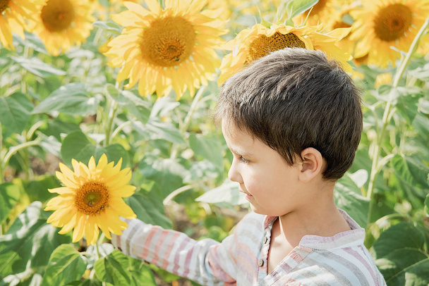 entzückende kleine Junge zu Fuß auf Sommer-Sonnenblumen-Feld - Foto, Bild
