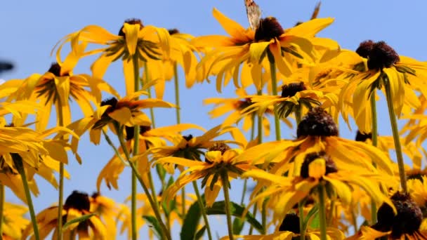Esbozo de verano con flores de color naranja brillante con mariposas que recogen néctar
 - Imágenes, Vídeo