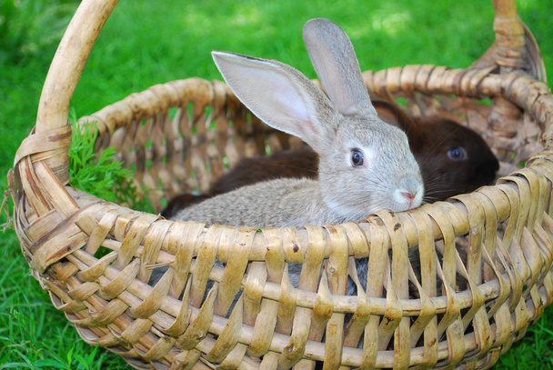 Rabbits are sitting in the basket - Photo, Image