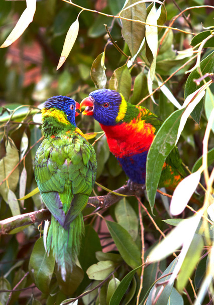 İki çok renkli papağan bir şube üzerinde oturmak ve öpücük - Fotoğraf, Görsel