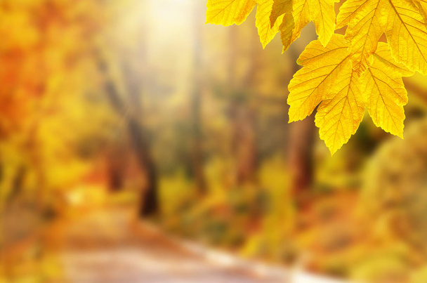 Fundo de outono. Folha amarela no parque de outono em um fundo embaçado
 - Foto, Imagem