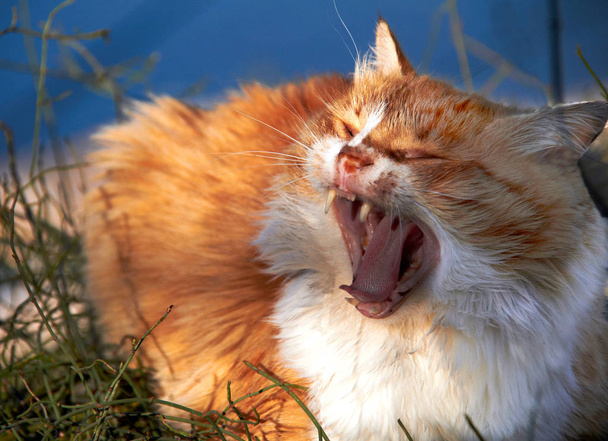 imbir kot ziewanie na tle trawy - Zdjęcie, obraz