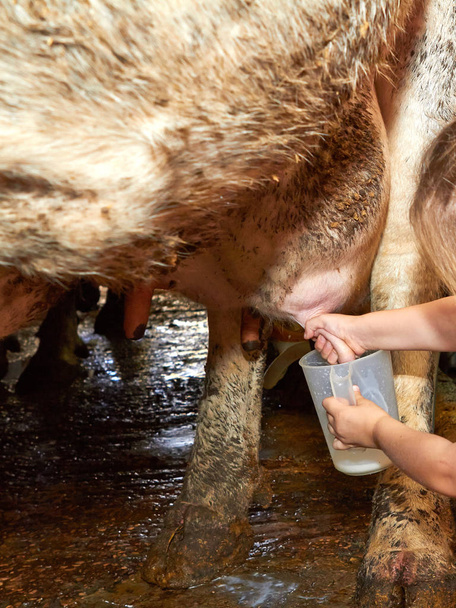 Dojenie krowy na farmie atrakcją dla dzieci i dorosłych - Zdjęcie, obraz