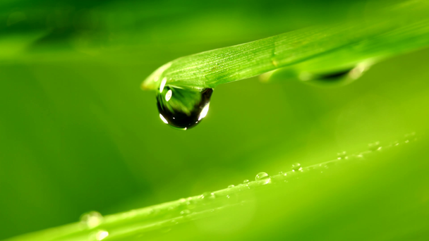 Waterdrop falling from grass leaf closeup - Πλάνα, βίντεο