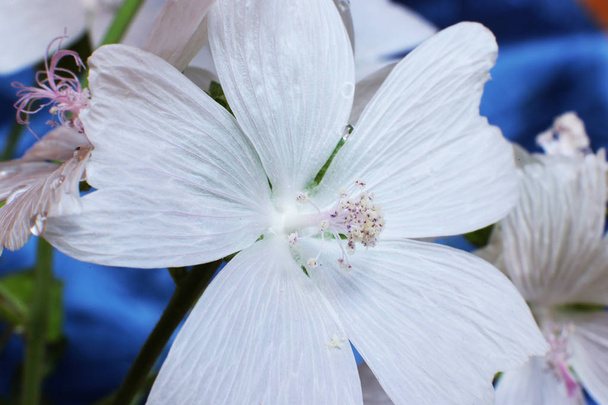 花のマクロ写真、開花植物クローズアップマクロ自然界 - 写真・画像
