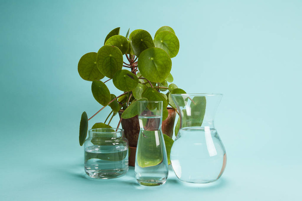pilea peperomioide plant and water  - Foto, Imagem